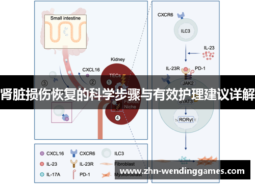 肾脏损伤恢复的科学步骤与有效护理建议详解 肾脏损伤恢复的科学步骤与有效护理建议详解